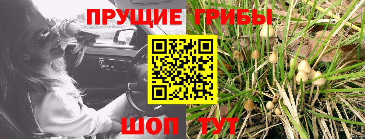 Галлюциногенные грибы Cubensis Малгобек